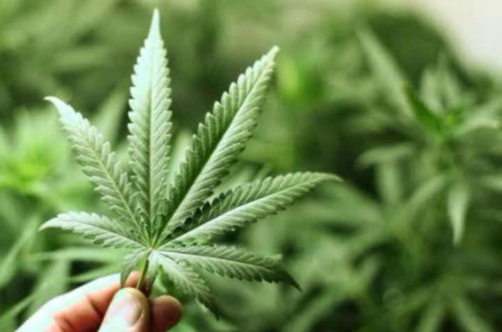 ganja