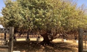 Bertahan 14 Abad, Ini Potret Pohon Sahabi Tempat Berteduh Rasulullah SAW