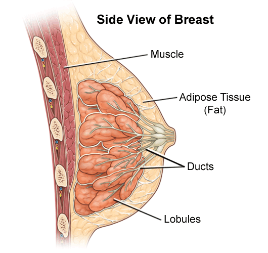 illustration-of-the-anatomy-of-the-female-breast-side-view-161345
