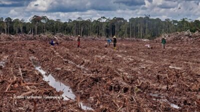 Greenpeace Kembali Layangkan Kritik Soal Food Estate: Proyek Ini Tidak Mengasilkan Kesejahteraan